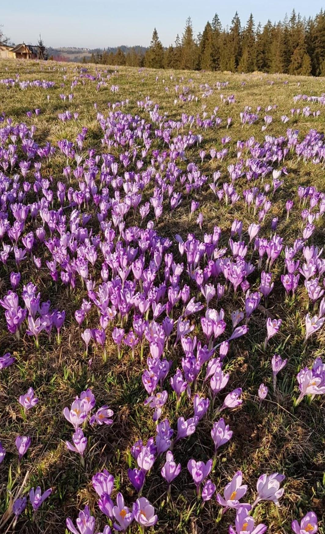 Villa Dorota Zakopane Eksteriør billede