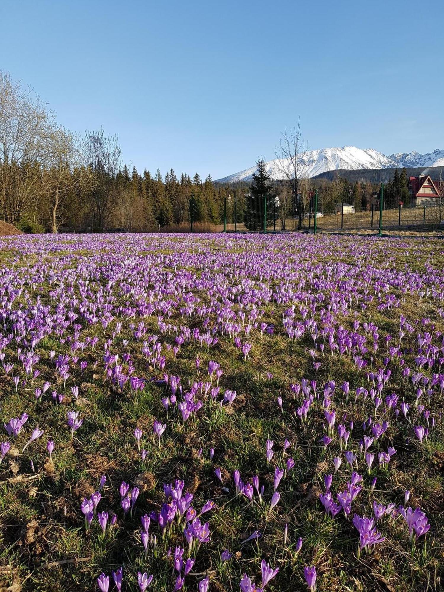 Villa Dorota Zakopane Eksteriør billede